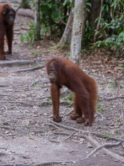 Young orangutan lost in thought on a roadside footpaths in the forests of Indonesia (Borneo / Kalimantan)