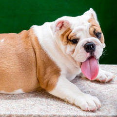 english bulldog
