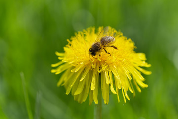 Bee on yellow dandelion.