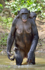 The Bonobo ( Pan paniscus) standing on her legs in water with a cub on a back