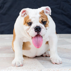 Fototapeta premium english bulldog