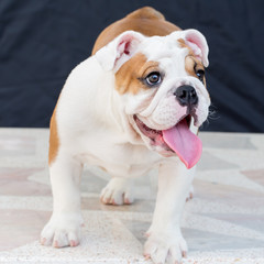 english bulldog