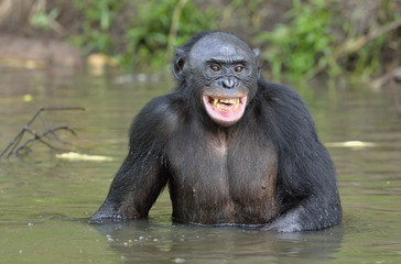  Bonobo standing in water looks for the fruit which fell in water. Bonobo ( Pan paniscus ).