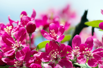 Naklejka na ściany i meble Beautiful Flower in spring. Natural background, soft focus.