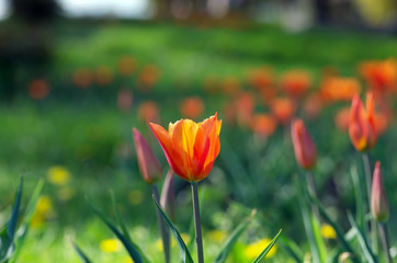  Spring background with tulips over natural background
