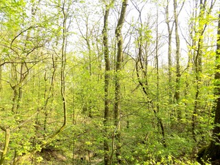 Fototapeta premium Deciduous forest