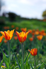 Obraz premium Spring background with tulips over natural background