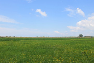 Green meadow and blue sky 