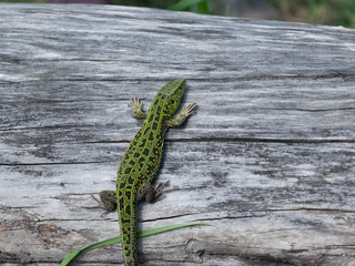 Green lizard