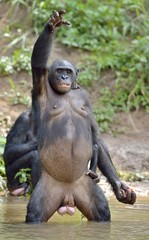 Bonobo ( Pan paniscus) standing on her legs with a cub on a back and hand up