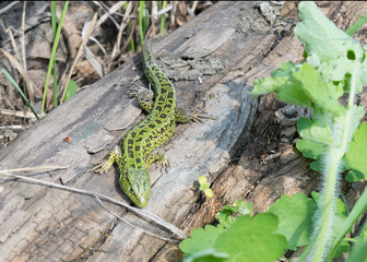 Green lizard