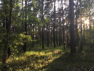 Obraz premium wanderung im wald