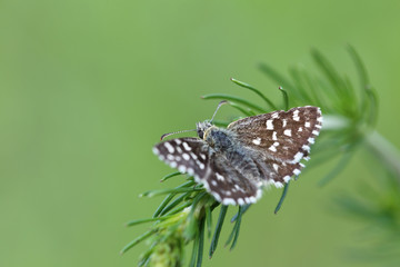 Fototapeta premium The butterfly that sits on a green branch on a green background