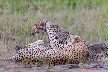 cheetah © Herbert