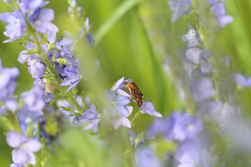 A moth on the flowers of Veronica. Side view