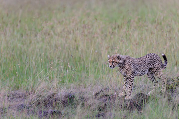 cheetah