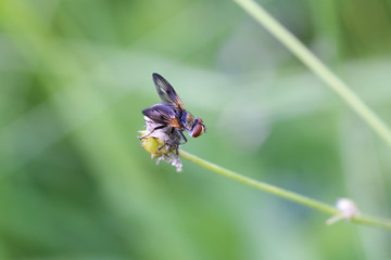Is an insect like a fly can also be beautiful