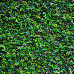 Obraz premium Green Creeper Texture