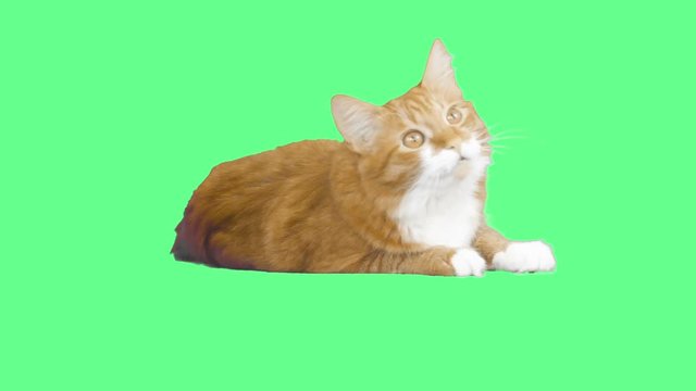red cat mews on a green screen