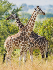 Obraz na płótnie Canvas Under a shining sun two giraffes stand at a tree with the crossed long necks. Rothschild Giraffes (Giraffa camelopardalis)