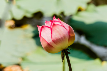 Fototapeta premium Lotus flower