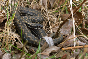 Adder (Vipera Berus)/Common European Adder in leaf litter