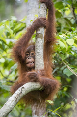 Naklejka premium Orangutan cub on the tree.