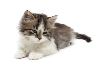 fluffy kitten lies on a white background close-up