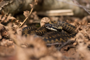 Adder (Vipera Berus)/Common European Adder in leaf litter