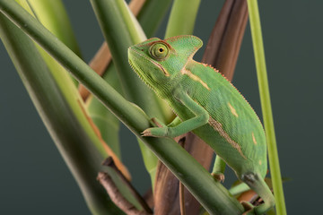 Veiled Chameleon (Chamaeleo Calyptratus)/Veiled Chameleon on plant against green background