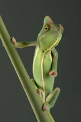 Veiled Chameleon (Chamaeleo Calyptratus)/Veiled Chameleon on plant against green background