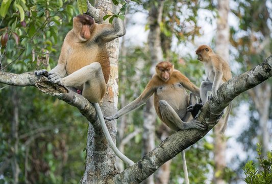 Male proboscis monkey On Borneo, Indonesia.