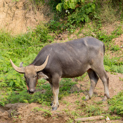Water buffalo standing on green grass