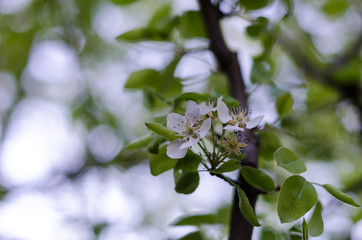 FLOR DEL CEREZO CON HOJAS VERDES