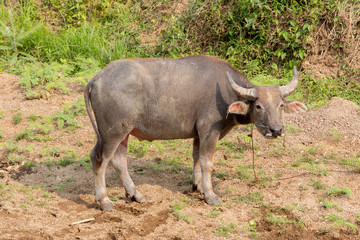 Obraz premium Water buffalo standing on green grass