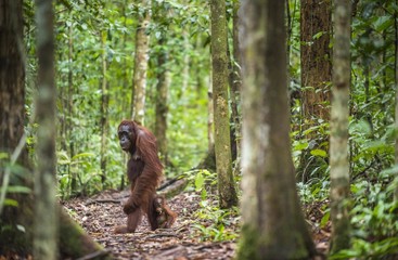 A female of the orangutan with a cub. Bornean orangutan (Pongo pygmaeus wurmmbii)