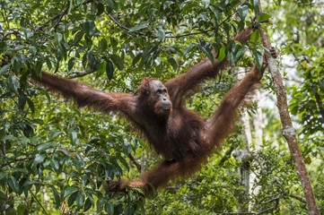  Bornean orangutan (Pongo pygmaeus wurmmbii) on the tree branches in the wild nature. Rainforest of Island Borneo. Indonesia.