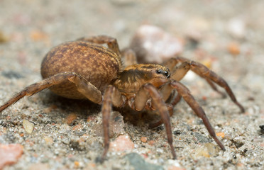 Macro photo of a Trochosa wolf spider on ground