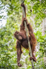 Fototapeta premium Bornean orangutan (Pongo pygmaeus wurmmbii) on the tree branches in the wild nature. Rainforest of Island Borneo. Indonesia.