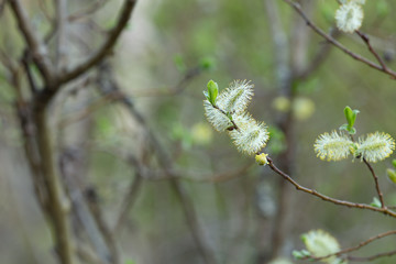 Blooming willow twig 