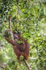  Bornean orangutan (Pongo pygmaeus wurmmbii) on the tree branches in the wild nature. Rainforest of Island Borneo. Indonesia.