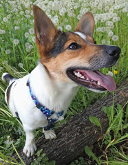 Dog on a Meadow among Dandelions