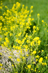 CAMPOS FLORES AMARILLAS ENCINAS PRIMAVERA