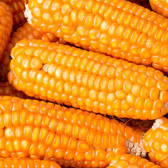 Ripe corn