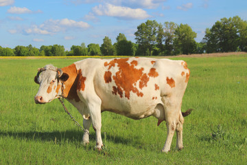 Fototapeta na wymiar Grazing Cow on a green meadow