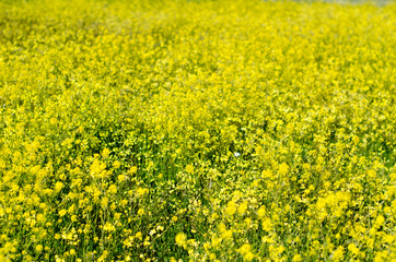 CAMPOS FLORES AMARILLAS ENCINAS PRIMAVERA