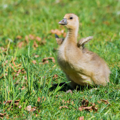 Graugans (Anser anser) Küken Gössel Graugänse