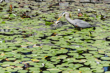 Heron Fishing in a Pond / A heron goes fishing among the lily pads in a pond.