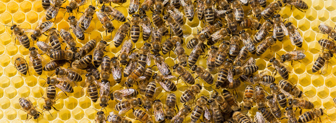 Bienen der Honigbiene (Apis mellifera) auf ihrer Wabe