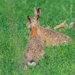 Feldhasen (Lepus europaeus) auf einem Feld sitzend